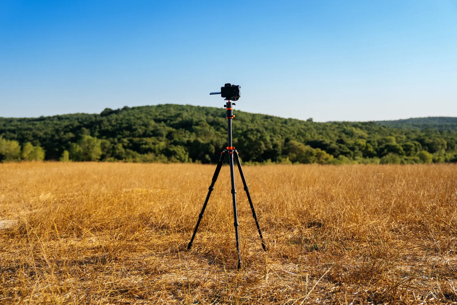 Camera on tripod in a golden field with lush forest in Istanbul, Türkiye